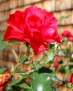 pampered-rose