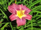 05-bloom