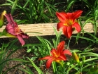 10-bloom