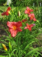 11-bloomview