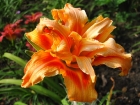 12-bloomfringe