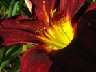 13-bloomstamen