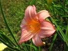 15-bloompeach