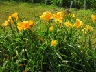 16-bloomgroupjpg