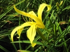 17-bloomspider
