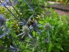 19-seaholly
