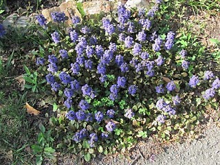 Spiky blue flowers of Bugleweed (ajuga reptans)