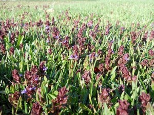 Bugleweed (ajuga reptans) thrives in my lawn and garden