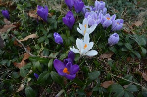 photo of purple and white crocus