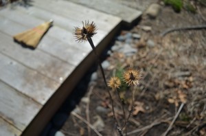 image of withered echinacea and wood bridge