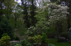 Our aging white flowering dogwood