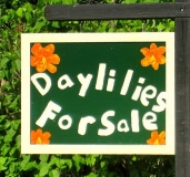 01-Daylilies-For-Sale
