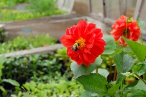 marcia-zinnia-bee