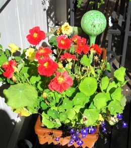 nasturtium-lobelia-watering-globe_0