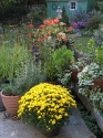 potted-herbs-annuals