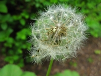 dandelion-needs-weeding