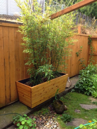 Bamboo in the wood planter