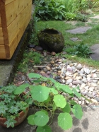 Carved rock birdbath with nasturtiam