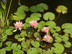 pond lilies