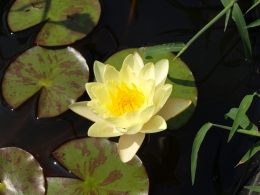 water lily