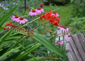 Crocosmia