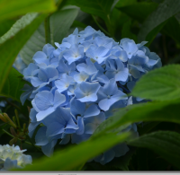 Blue hydrangea