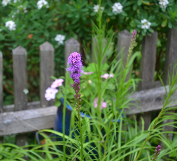 Liatris spicata (Gayfeather, Blazing Star)