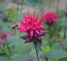 Monarda (bee balm)