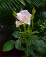 Single rose